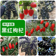 黑枸杞种籽红枸杞种子农家，阳台庭院春季四季水果种子盆栽林木种子
