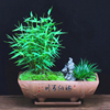 日本姬翠竹盆栽办公室内植物客厅盆景净化空气观赏竹子桌面小绿植