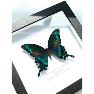蝴真蝶标本真虫原蝶摆件已展翅蜻蜓昆虫标本学生生日礼物透明盒装