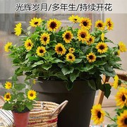 多年生向日葵光辉h岁月向日葵花盆栽 带花苞开花不断SunBelievabl