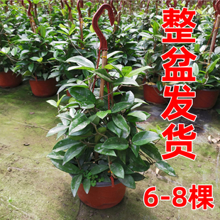 球兰花盆栽大苗绿植吊兰家养花卉，植物四季开花常绿室内万里飘香藤