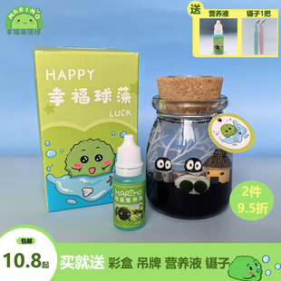 marimo幸福海藻球水培植物微景观生态瓶球藻微生物瓶迷你绿植盆栽