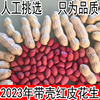 生花生带壳晒干山东农家红衣花生米小粒新鲜种子2023红皮花生带壳