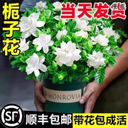 栀子花盆栽花卉植物室内水培绿植四季好养茉莉花九里香茶花蝴蝶兰