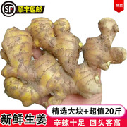 广东有机小黄姜10斤农家土生姜新鲜现挖姜5斤老母姜月子姜种大块