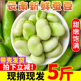 云南新鲜蚕豆5斤农家带壳生本地罗汉兰花胡豆青豆荚蔬菜整箱