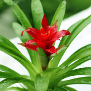 鸿运当头水培花卉盆栽，红星凤梨绿花植水养，植物室内菠萝花