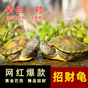 网红情侣巴西龟小乌龟宠物招财，巴西黄金龟(黄金龟，)宠物龟金线龟活物