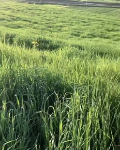 烘干提摩西草段干草兔子龙猫，草荷兰猪饲料豚鼠，牧草磨牙500克