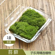 鲜活苔藓10盒青苔苔藓微景观植物生态瓶现采新鲜活绿植草皮草坪