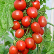 红圣女果种籽高产千禧果西红柿种子阳台盆栽红丸圣女果籽种易种