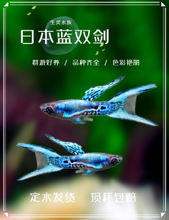 日本蓝双安格拉斯精灵孔雀鱼凤尾鱼热带鱼观赏鱼宠物淡水活体