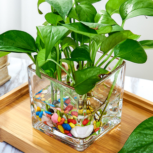 水培器皿创意玻璃花盆，水养植物瓶透明花器绿萝白掌花瓶正方形容器