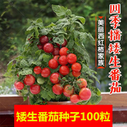 矮生盆栽番茄种子草莓蔬菜种孑苗樱桃小西红柿圣女果四季春阳台籽