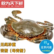 仅限发闪送 5两1只 母膏蟹 青蟹鲜活海蟹海鲜肉蟹煲迷踪蟹香辣蟹