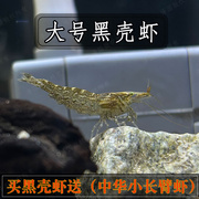成年大号黑壳虾鱼缸清洁冷水宠物，观赏乌龟活体，口粮淡水除藻工具虾
