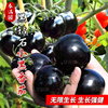 超甜黑钻石樱桃番茄种子西黑柿种籽春秋四季阳台盆栽水果蔬菜种孑