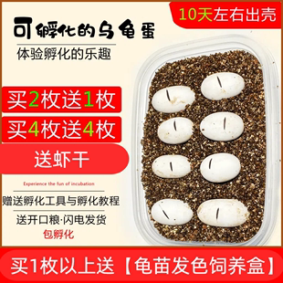 小乌龟蛋可孵化学生迷你活体宠物蛋受精蛋可孵化便宜龟蛋花龟种蛋