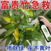 拯救黄叶专治叶子发黄烂根一喷绿水培植物液体肥富贵竹营养液