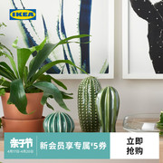 IKEA宜家SJALSLIGT梵思吉装饰品3件套绿色仙人掌北欧陶瓷现代