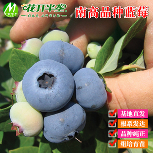 南高品种蓝莓树苗苔藓，苗7-15厘米木木，蓝莓苗多个品种南方种植