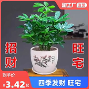 八方来财鸭脚木四季常青室内绿植盆栽花卉发财树苗，招财树客厅水培