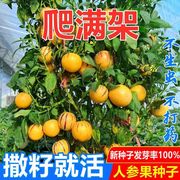 人参果种籽圆果人生果树种早熟南方北方四季食用水果蔬菜