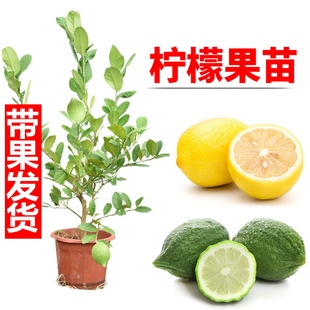 四季香水柠檬树苗嫁接果苗广东台湾无籽无核网红柠檬苗青柠果树