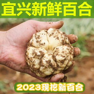 2023宜兴新鲜百合5斤食用微苦2500g农家散装土特产2斤3斤