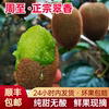 周至翠香猕猴桃奇异果，时令水果新鲜当季绿心大果陕西产地