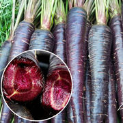 紫胡萝卜种子四季高产农家水果甜胡萝卜萝卜种籽庭院蔬菜种子