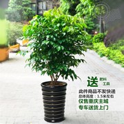 大型绿植盆栽净化绿宝树室内客厅幸福树净化空气吸收甲醛植物