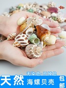 鱼缸天然贝壳海螺海星创意造景珊瑚卷贝鱼水族箱寄居蟹装饰品套餐