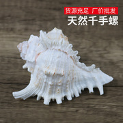 超大海螺贝壳海胆海星鱼缸造景家居摆件装饰天然海洋标本收藏送礼