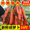 胡萝卜当季农家自种新鲜现挖10斤新鲜水果蔬菜带泥红心萝卜脆甜5