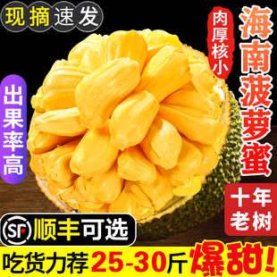 海南菠萝蜜新鲜一整个三亚特产，红黄心波罗蜜，当季水果整箱