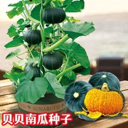 绿贝贝南瓜种子迷你高产板栗味四季家庭阳台种植蔬菜种子