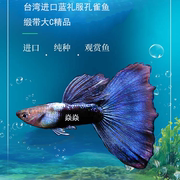 台湾进口蓝礼服，孔雀鱼稀有大c缎带，淡水小型热带鱼凤尾鱼