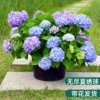 无尽夏绣球(夏绣球)花苗带花苞，四季开花绣球花大苗加仑盆栽庭院卉室内植物