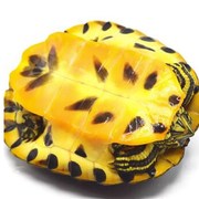 急速黄耳龟深水龟鱼缸混养小乌龟观赏龟火焰龟小宠物龟吃粪龟