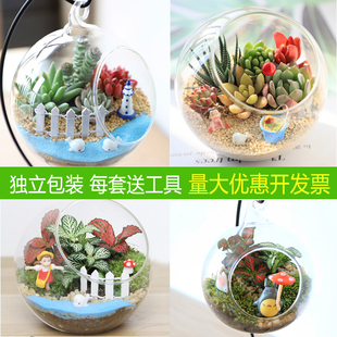 苔藓微景观diy生态瓶，玻璃创意迷你植物，礼物办公室桌面盆栽