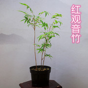 红观音竹盆景绿植办公室，小盆栽室内耐荫植物红竹米竹观赏花卉