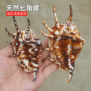 螺贝艺天然海螺贝壳蜘蛛螺七角螺家居装饰鱼缸水族造景拍摄