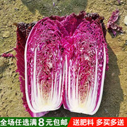 紫色大白菜种子千宝菜非转基因紫白菜，种子交蔬菜种子四季播保键菜