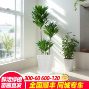 太阳神盆栽好养易活室内客厅绿植大型植物，朱蕉龙血树造型网红盆景