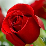 卡罗拉红玫瑰花苗黑玫瑰四季开花卉观花植物阳台盆栽大花浓香月季