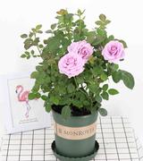 欧洲月季进口玫瑰花苗盆栽 香水玫瑰 月季花盆栽 钻石玫瑰四季