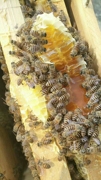 恩施纯正天然土蜂蜜农家，自产孕妇正宗无添加成熟百花蜜野生结晶蜜