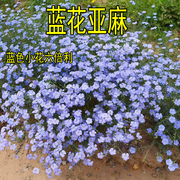 蓝花亚麻种子盆栽垂吊植物庭院花园阳台花卉种子春播草花种子秋播