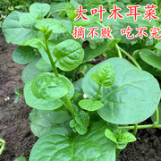 大叶木耳菜种子架菠菜，种籽落葵籽可爬藤四季种高产蔬菜种子